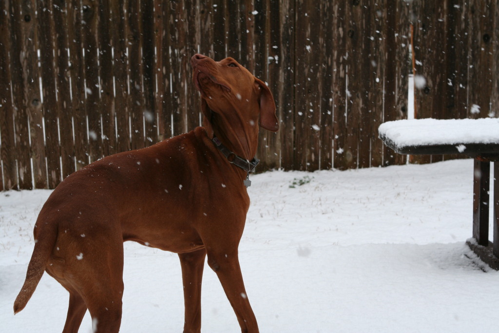 2010/02(February)/Bevo-in-Snow/1024x768_2010-02-23-Bevo-Snow-04.JPG