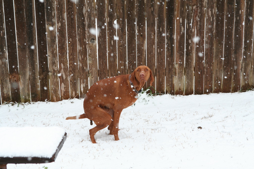 2010/02(February)/Bevo-in-Snow/1024x768_2010-02-23-Bevo-Snow-14.JPG