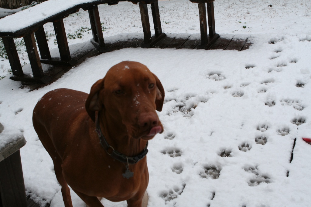 2010/02(February)/Bevo-in-Snow/1024x768_2010-02-23-Bevo-Snow-18.JPG