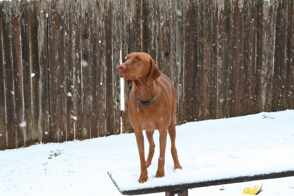 2010/02(February)/Bevo-in-Snow/1024x768_2010-02-23-Bevo-Snow-19.JPG