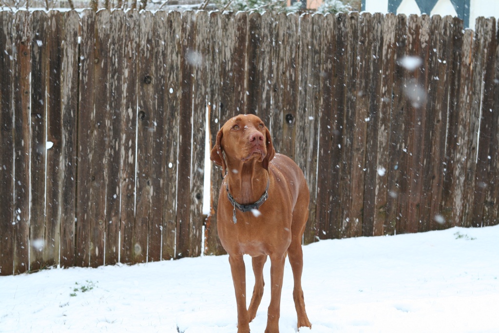 2010/02(February)/Bevo-in-Snow/1024x768_2010-02-23-Bevo-Snow-20.JPG