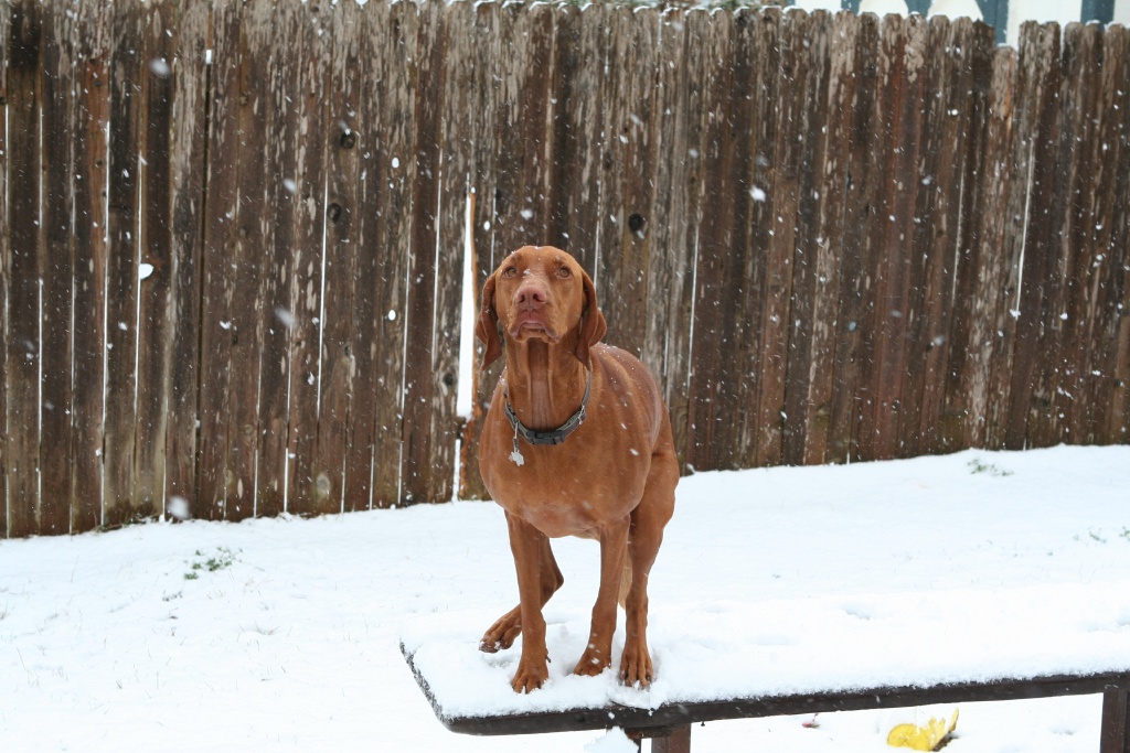 2010/02(February)/Bevo-in-Snow/1024x768_2010-02-23-Bevo-Snow-21.JPG
