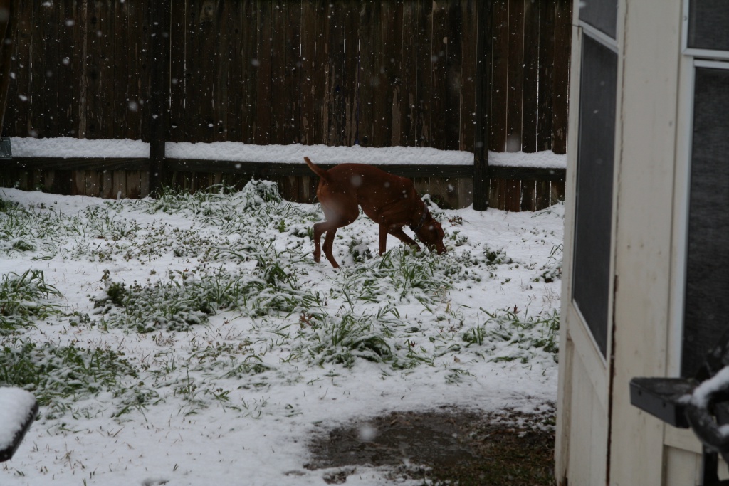 2010/02(February)/Bevo-in-Snow/1024x768_2010-02-23-Bevo-Snow-26.JPG