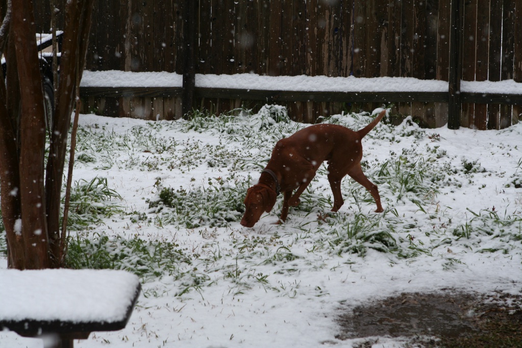 2010/02(February)/Bevo-in-Snow/1024x768_2010-02-23-Bevo-Snow-27.JPG