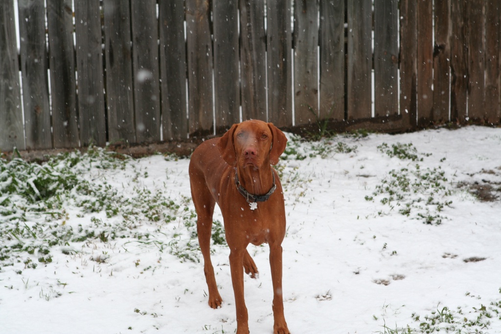 2010/02(February)/Bevo-in-Snow/1024x768_2010-02-23-Bevo-Snow-31.JPG