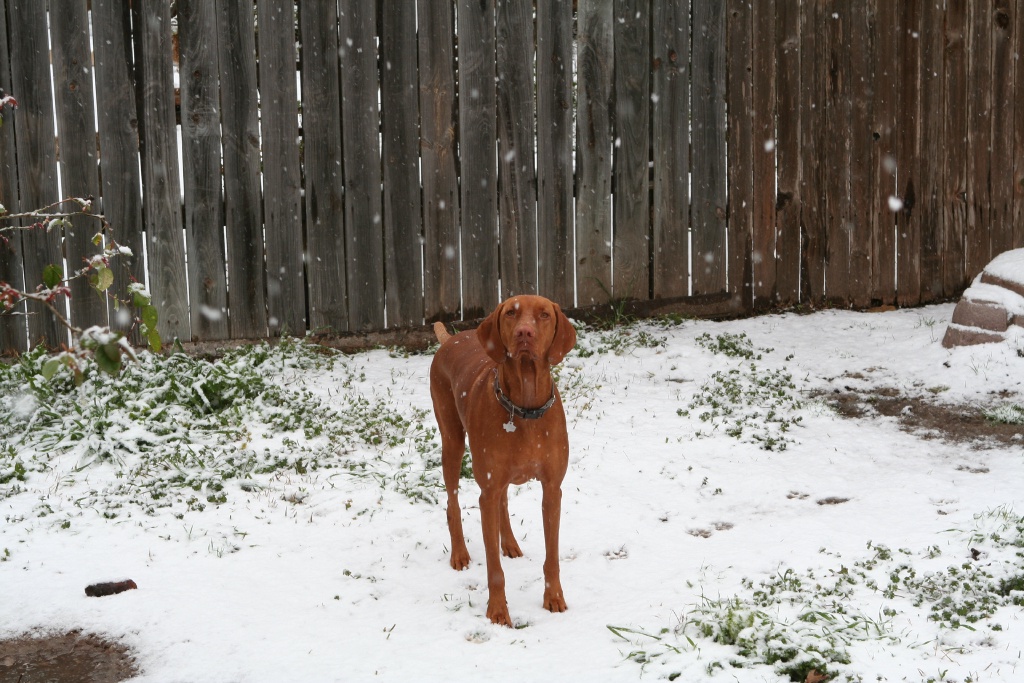 2010/02(February)/Bevo-in-Snow/1024x768_2010-02-23-Bevo-Snow-33.JPG