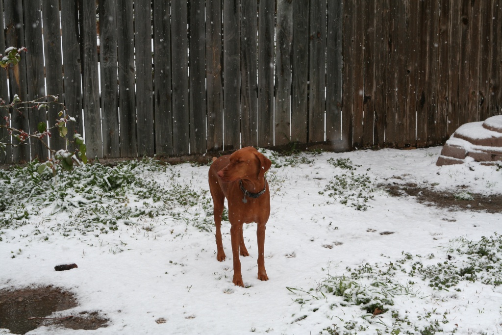 2010/02(February)/Bevo-in-Snow/1024x768_2010-02-23-Bevo-Snow-34.JPG