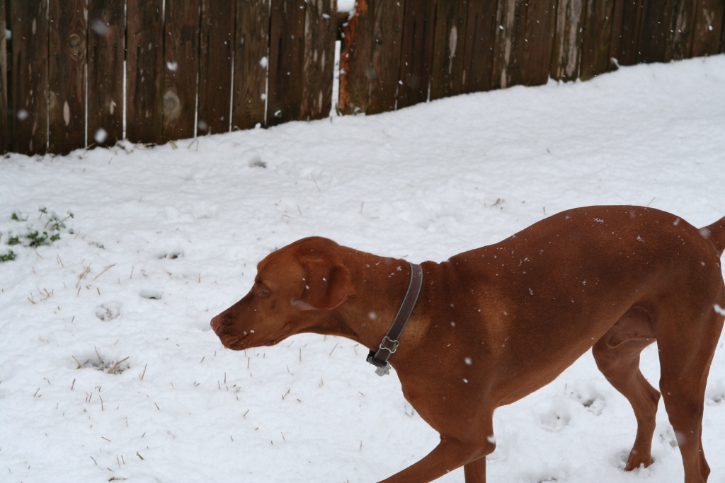 2010/02(February)/Bevo-in-Snow/1024x768_2010-02-23-Bevo-Snow-37.JPG