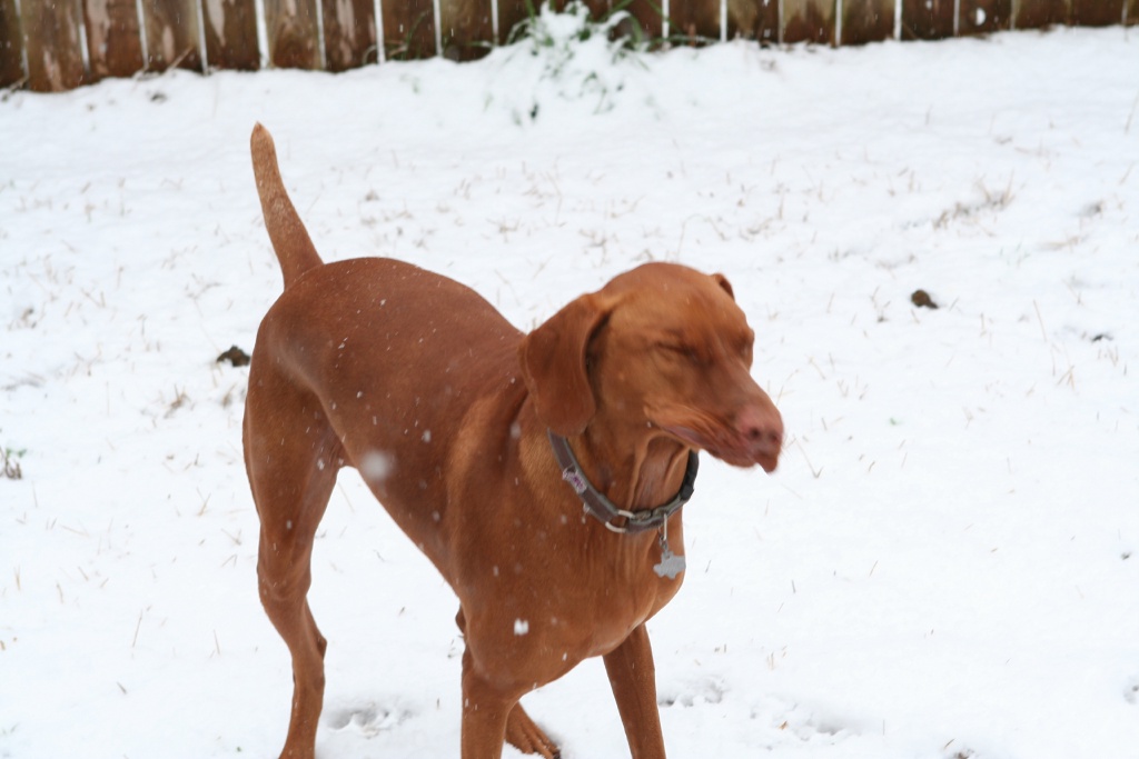 2010/02(February)/Bevo-in-Snow/1024x768_2010-02-23-Bevo-Snow-40.JPG