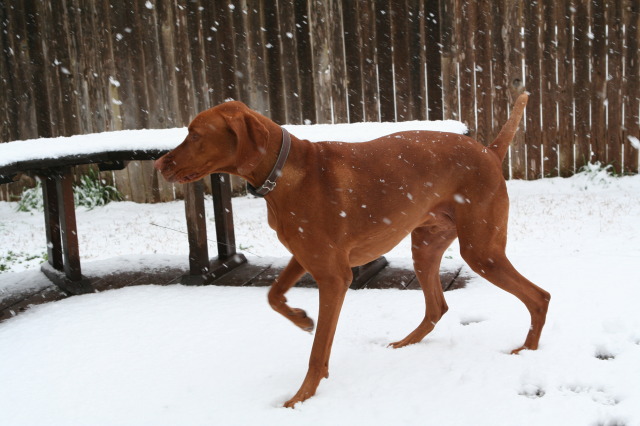 2010/02(February)/Bevo-in-Snow/640x480_2010-02-23-Bevo-Snow-05.JPG