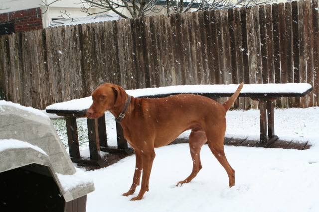 2010/02(February)/Bevo-in-Snow/640x480_2010-02-23-Bevo-Snow-06.JPG
