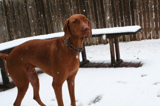 2010/02(February)/Bevo-in-Snow/640x480_2010-02-23-Bevo-Snow-11.JPG