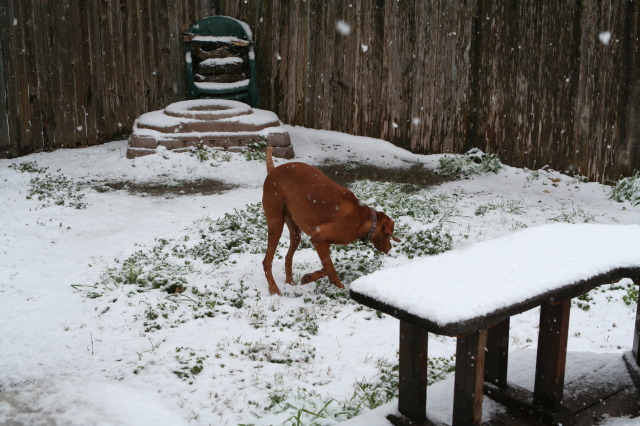 2010/02(February)/Bevo-in-Snow/640x480_2010-02-23-Bevo-Snow-13.JPG