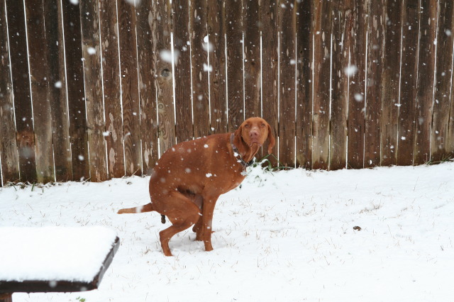 2010/02(February)/Bevo-in-Snow/640x480_2010-02-23-Bevo-Snow-14.JPG