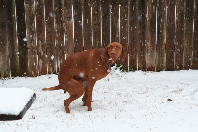 2010/02(February)/Bevo-in-Snow/640x480_2010-02-23-Bevo-Snow-15.JPG