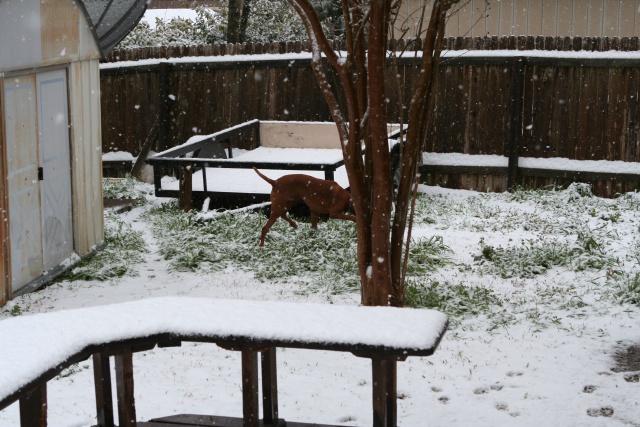 2010/02(February)/Bevo-in-Snow/640x480_2010-02-23-Bevo-Snow-25.JPG
