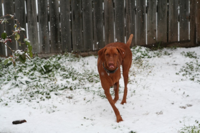2010/02(February)/Bevo-in-Snow/640x480_2010-02-23-Bevo-Snow-30.JPG