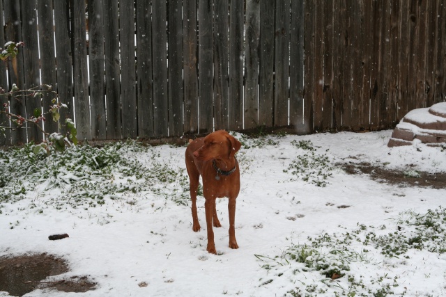 2010/02(February)/Bevo-in-Snow/640x480_2010-02-23-Bevo-Snow-34.JPG