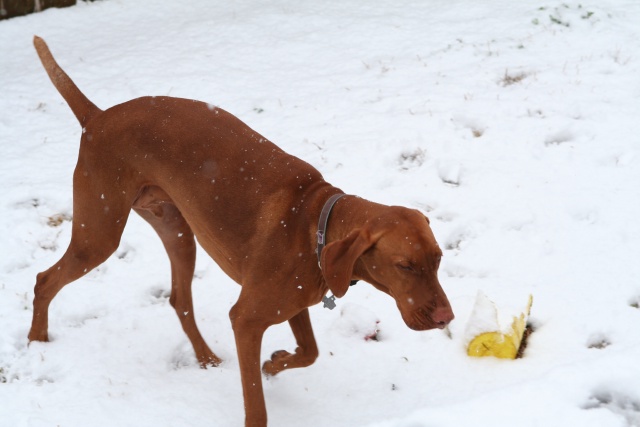 2010/02(February)/Bevo-in-Snow/640x480_2010-02-23-Bevo-Snow-38.JPG