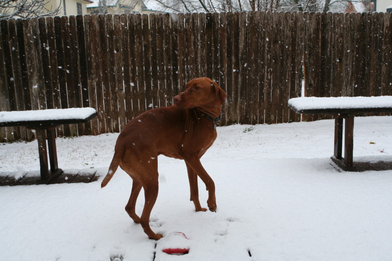 2010/02(February)/Bevo-in-Snow/800x600_2010-02-23-Bevo-Snow-03.JPG