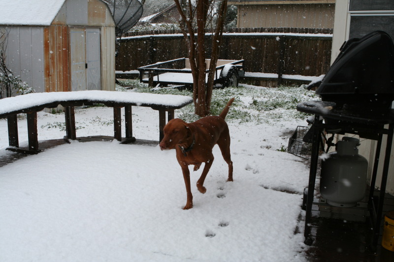 2010/02(February)/Bevo-in-Snow/800x600_2010-02-23-Bevo-Snow-08.JPG