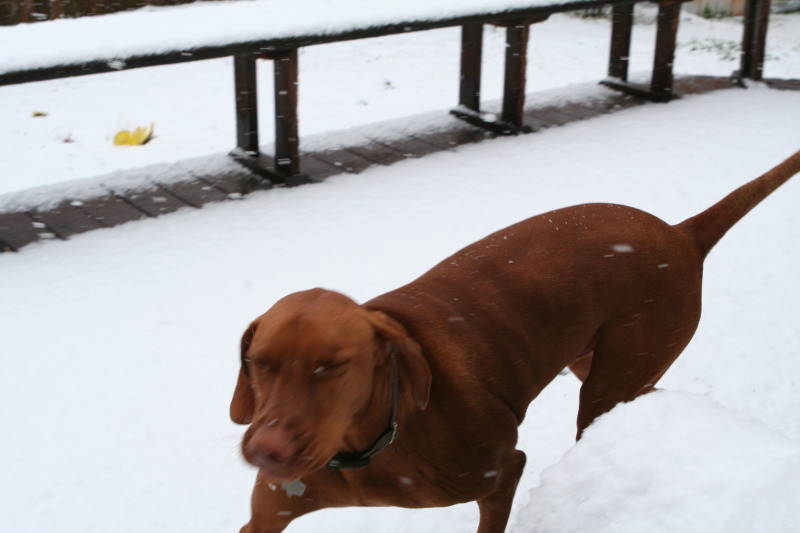 2010/02(February)/Bevo-in-Snow/800x600_2010-02-23-Bevo-Snow-09.JPG