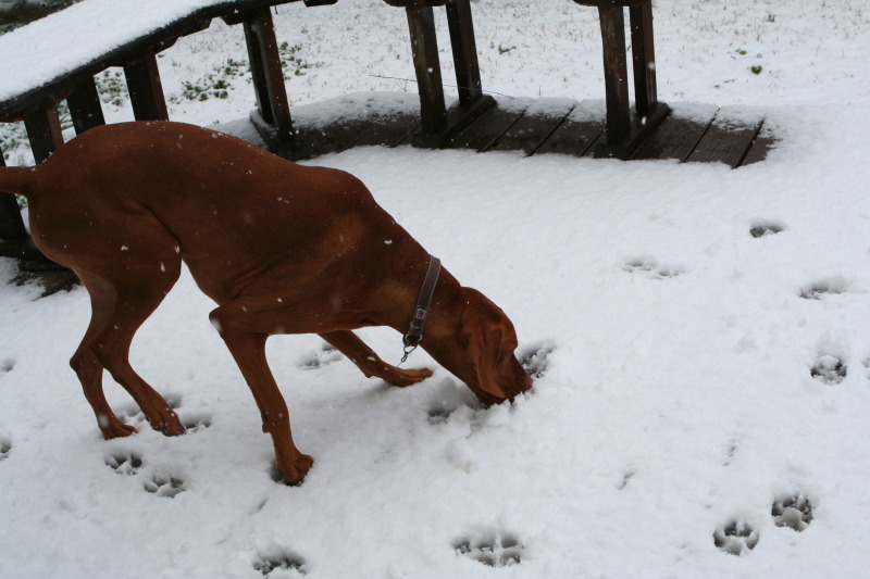 2010/02(February)/Bevo-in-Snow/800x600_2010-02-23-Bevo-Snow-10.JPG