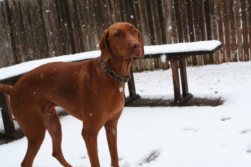 2010/02(February)/Bevo-in-Snow/800x600_2010-02-23-Bevo-Snow-11.JPG