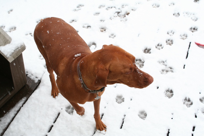 2010/02(February)/Bevo-in-Snow/800x600_2010-02-23-Bevo-Snow-17.JPG
