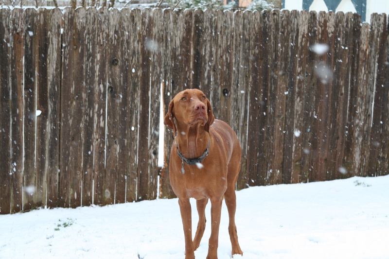 2010/02(February)/Bevo-in-Snow/800x600_2010-02-23-Bevo-Snow-20.JPG