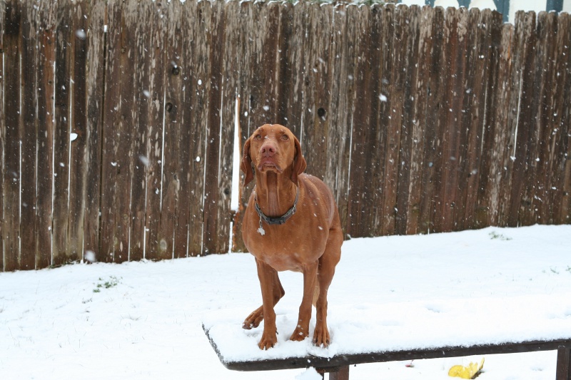 2010/02(February)/Bevo-in-Snow/800x600_2010-02-23-Bevo-Snow-21.JPG
