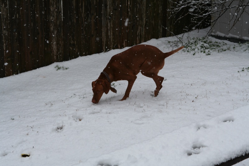 2010/02(February)/Bevo-in-Snow/800x600_2010-02-23-Bevo-Snow-23.JPG