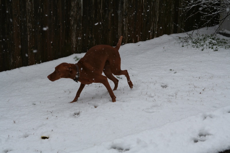 2010/02(February)/Bevo-in-Snow/800x600_2010-02-23-Bevo-Snow-24.JPG