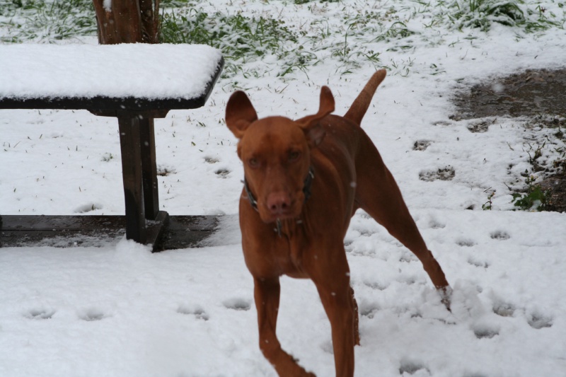 2010/02(February)/Bevo-in-Snow/800x600_2010-02-23-Bevo-Snow-28.JPG