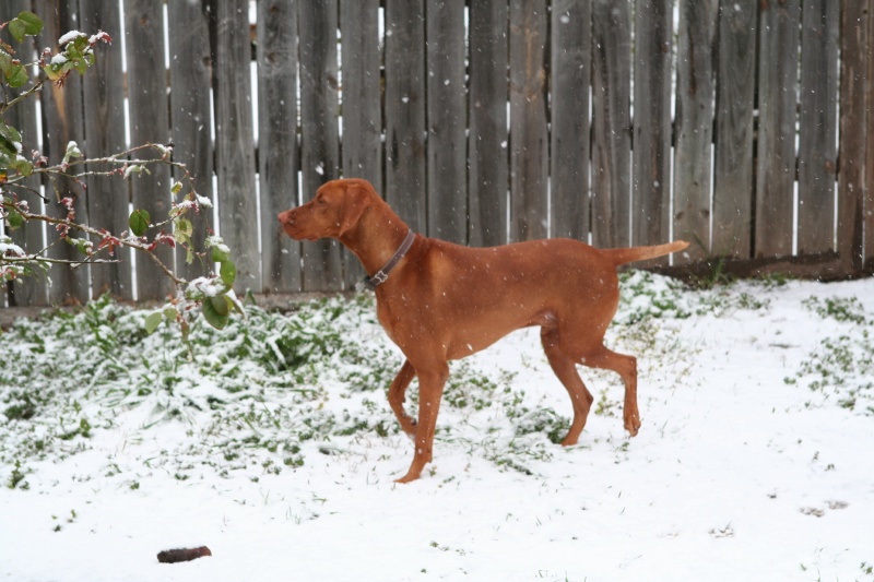 2010/02(February)/Bevo-in-Snow/800x600_2010-02-23-Bevo-Snow-29.JPG