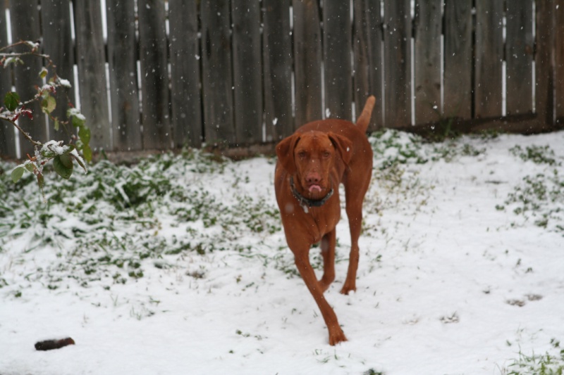 2010/02(February)/Bevo-in-Snow/800x600_2010-02-23-Bevo-Snow-30.JPG