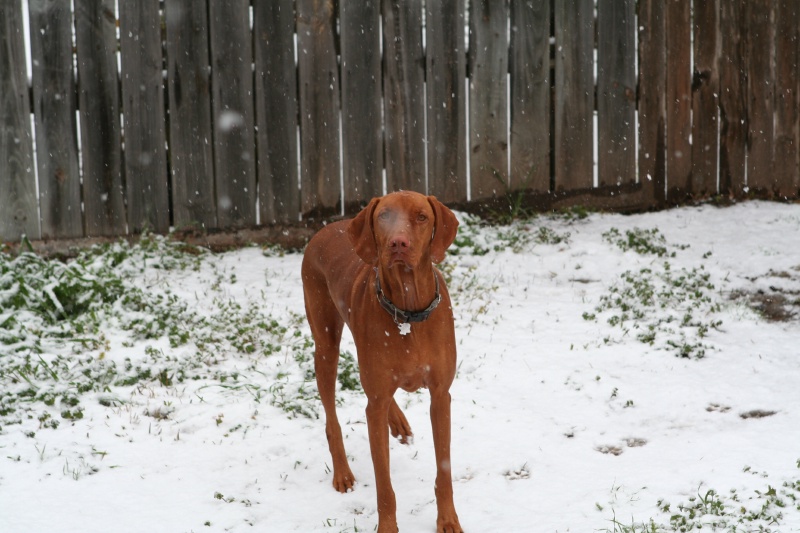 2010/02(February)/Bevo-in-Snow/800x600_2010-02-23-Bevo-Snow-31.JPG