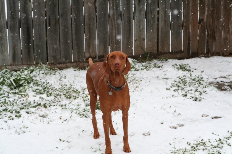 2010/02(February)/Bevo-in-Snow/800x600_2010-02-23-Bevo-Snow-32.JPG