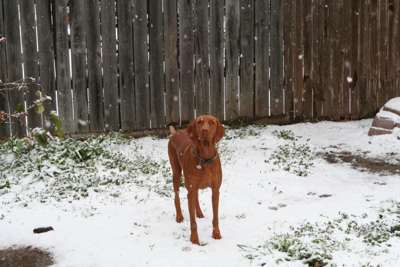2010/02(February)/Bevo-in-Snow/800x600_2010-02-23-Bevo-Snow-33.JPG