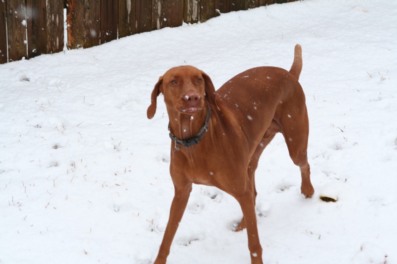 2010/02(February)/Bevo-in-Snow/800x600_2010-02-23-Bevo-Snow-36.JPG