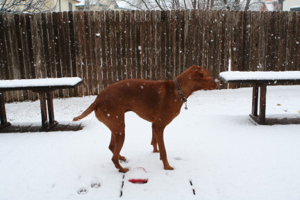 2010-02-23-Bevo-Snow-02.JPG