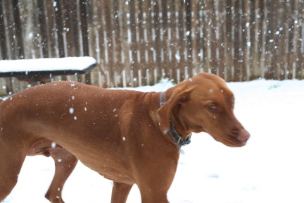 2010-02-23-Bevo-Snow-07.JPG
