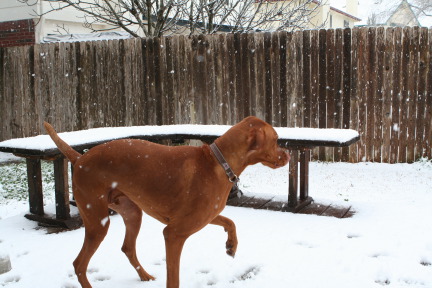 2010-02-23-Bevo-Snow-12.JPG
