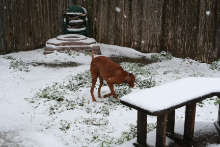 2010-02-23-Bevo-Snow-13.JPG