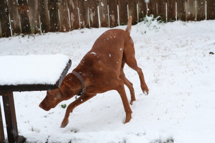 2010-02-23-Bevo-Snow-16.JPG