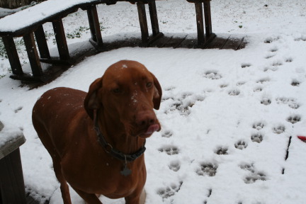 2010-02-23-Bevo-Snow-18.JPG