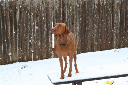 2010-02-23-Bevo-Snow-19.JPG