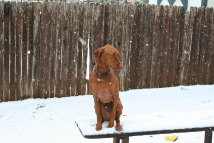 2010-02-23-Bevo-Snow-22.JPG