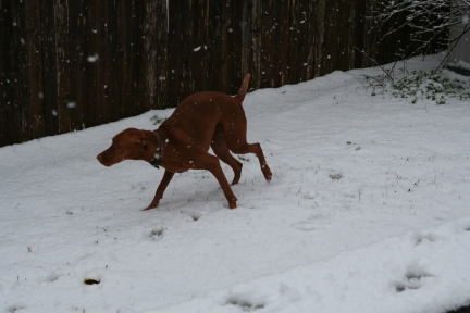 2010-02-23-Bevo-Snow-24.JPG