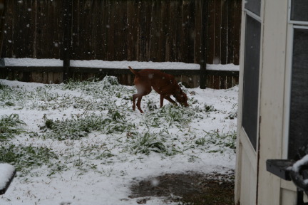 2010-02-23-Bevo-Snow-26.JPG
